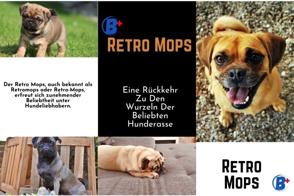 Retromops Retro Mops: Gesund Und Gemütlich - Alles über Den Retromops Auf YouTube