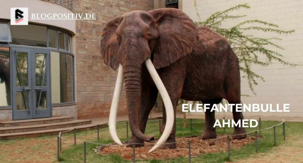 Elefantenbulle Ahmed