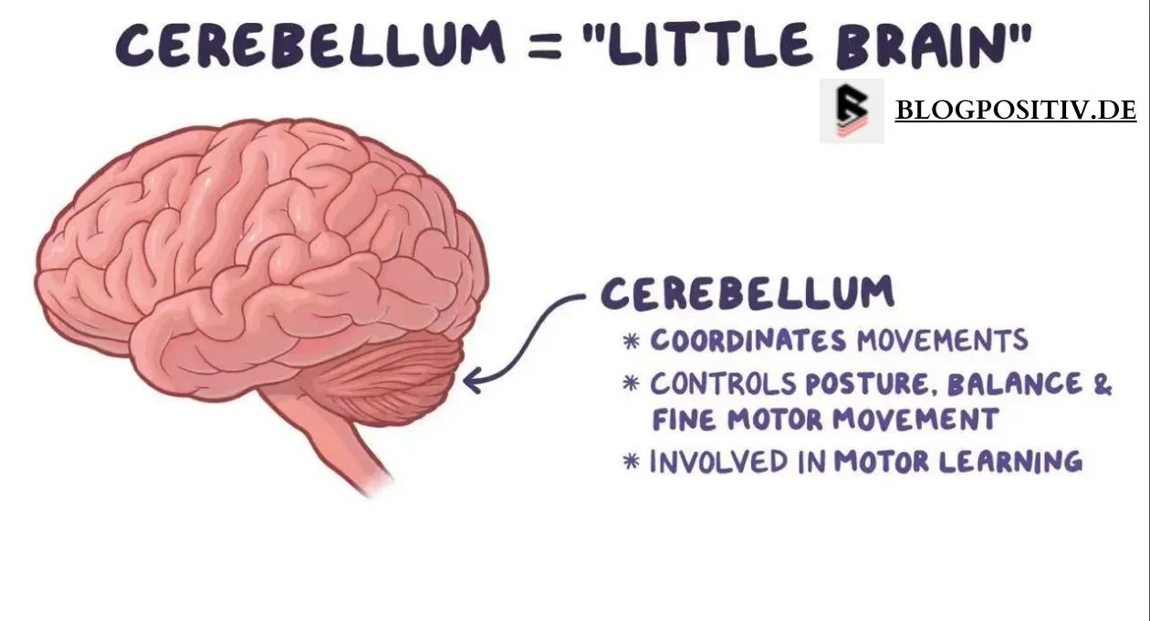 cerebellum