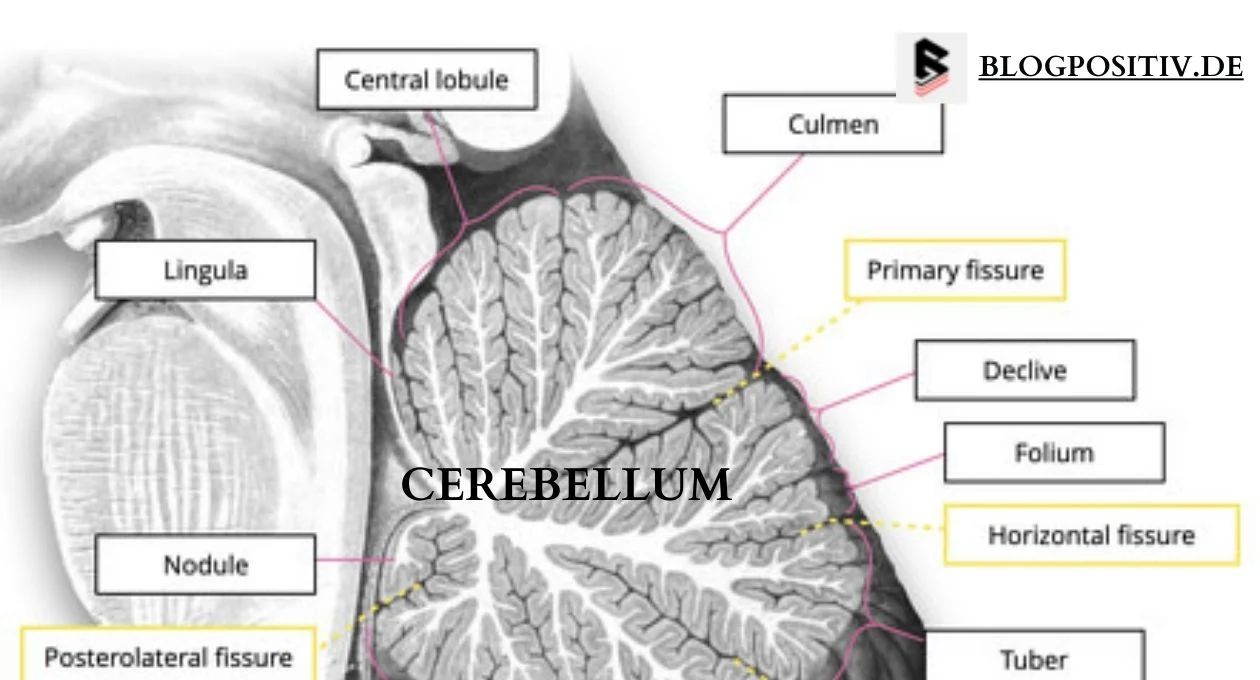 cerebellum