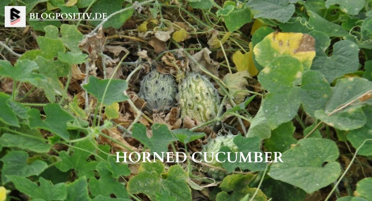 horned cucumber
